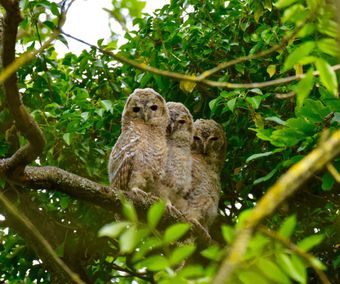 Tawny Owl chicks (Strix aluco)