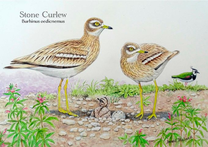 Stone Curlews by resident artist David Thelwell